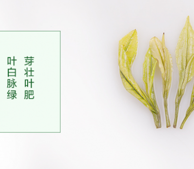 巴蜀玉叶茶